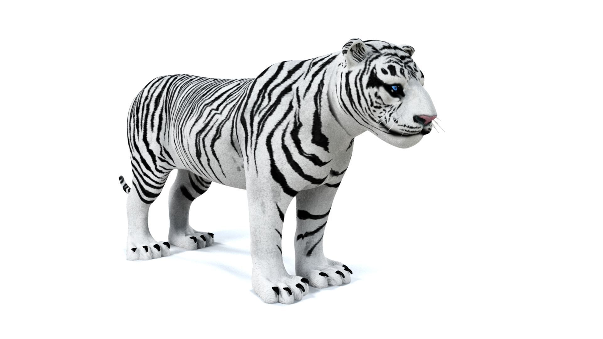 3D White Tiger 3D model_2