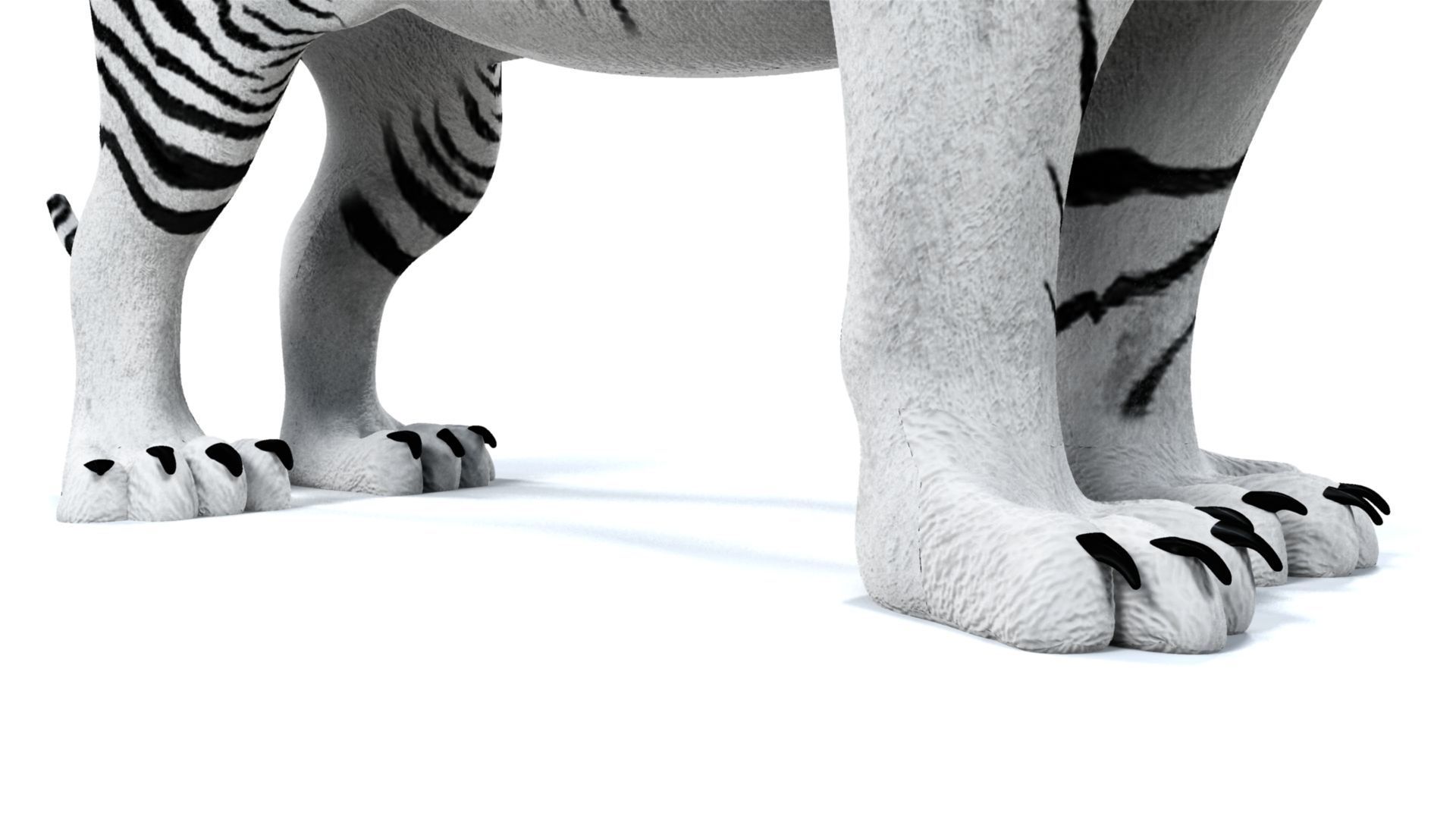 3D White Tiger 3D model_7