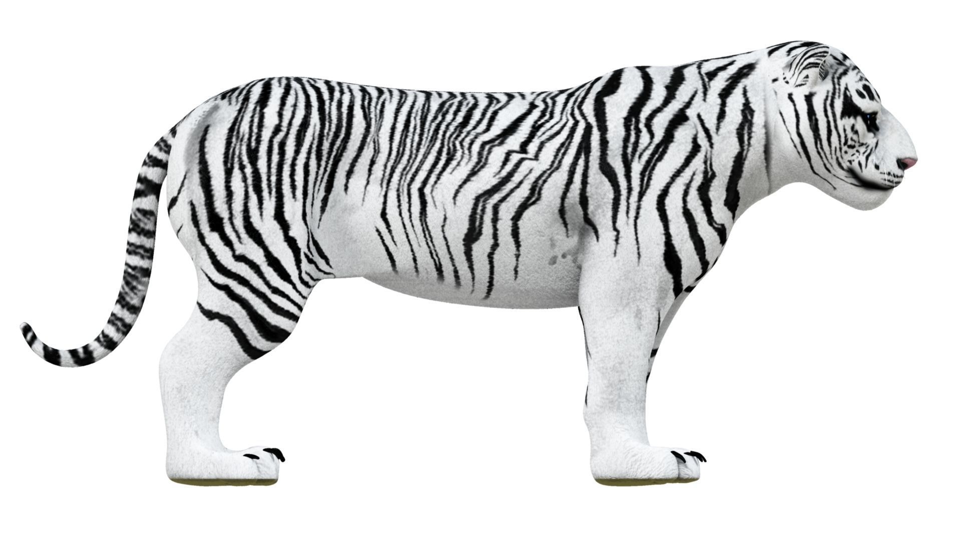 3D White Tiger 3D model_14