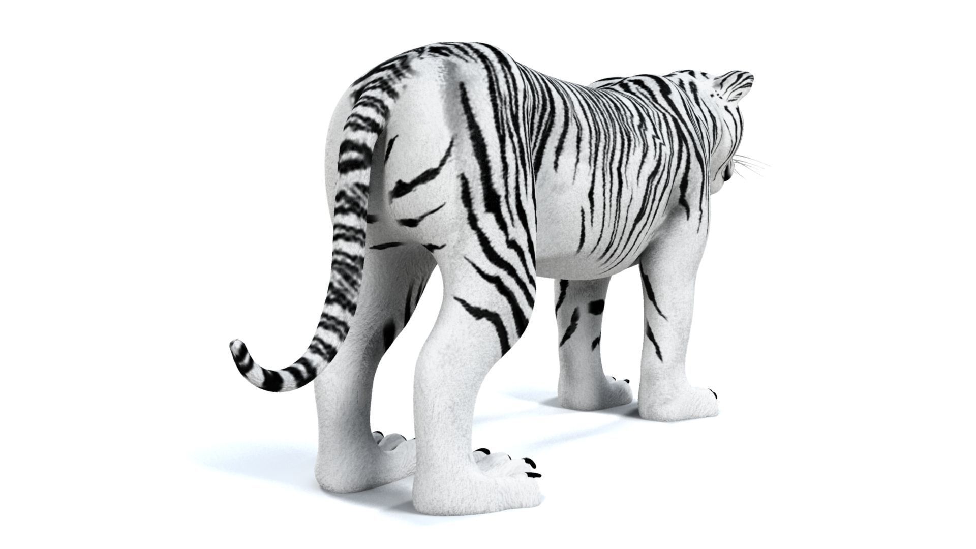 3D White Tiger 3D model_4