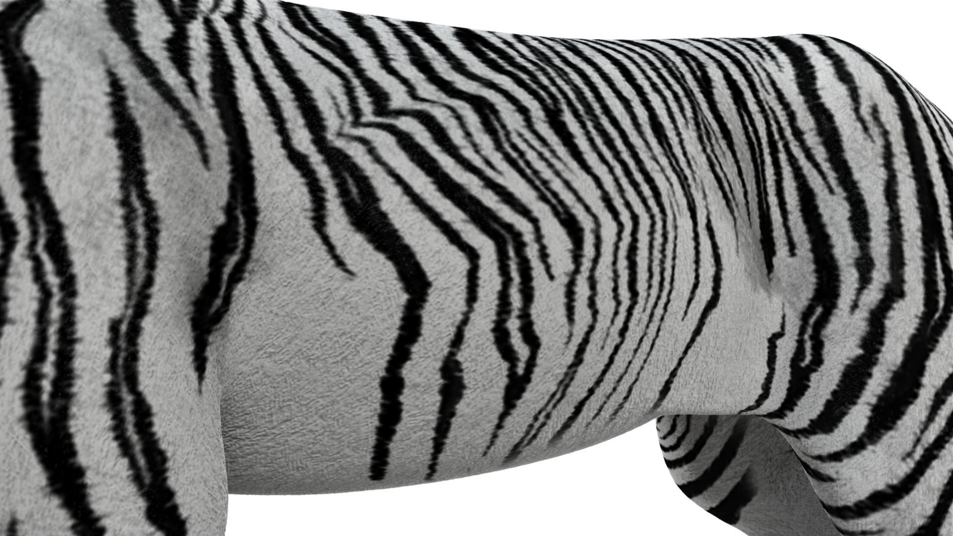 3D White Tiger 3D model_22