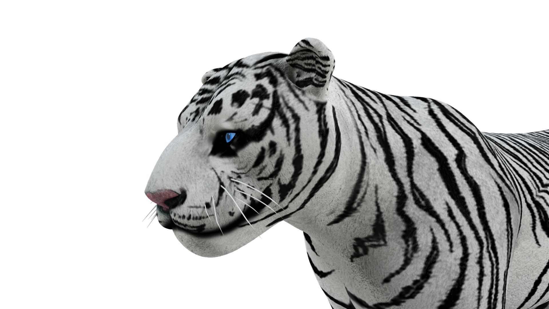 3D White Tiger 3D model_11