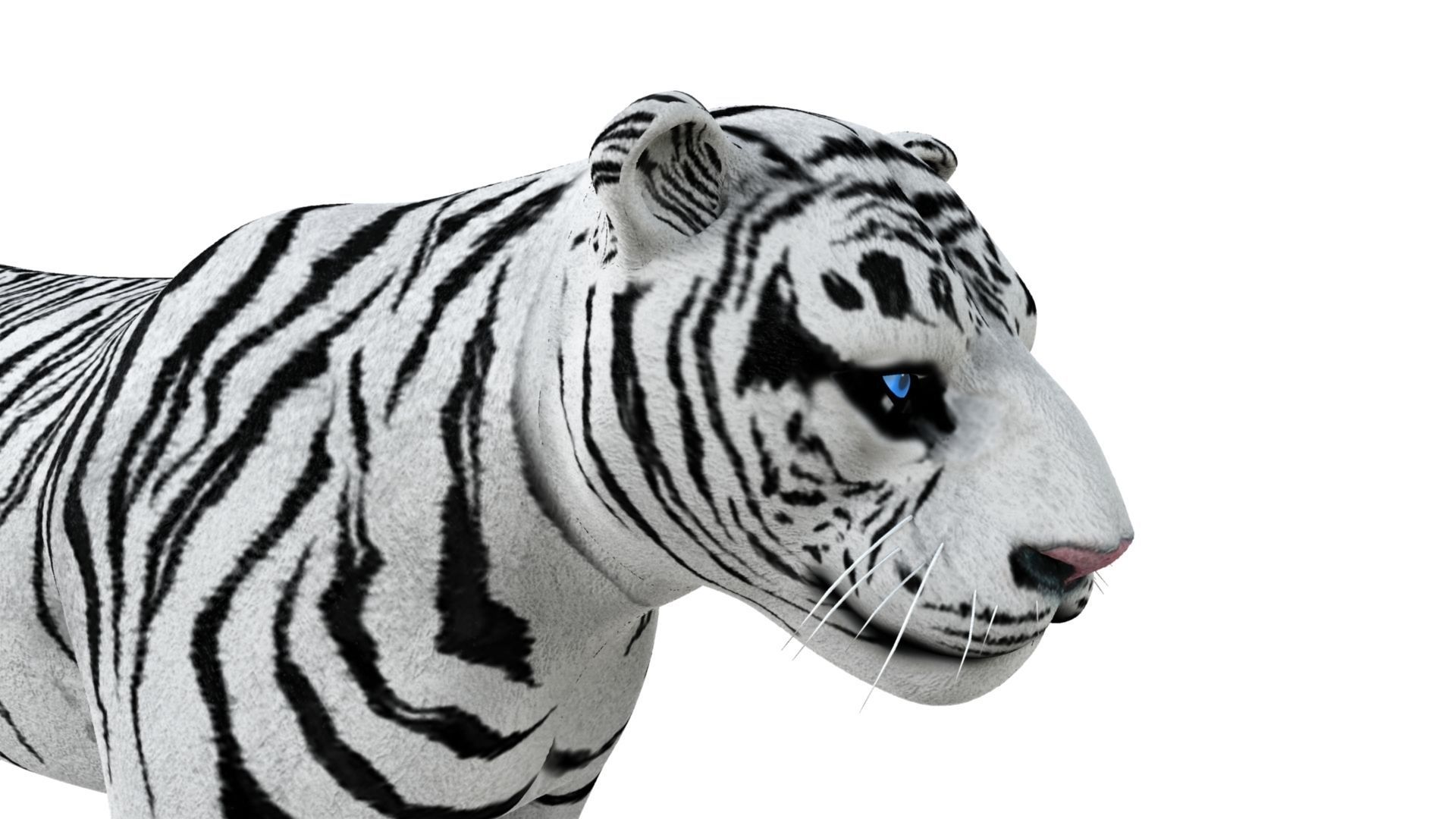 3D White Tiger 3D model_10