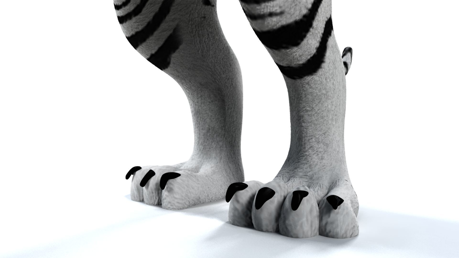 3D White Tiger 3D model_16