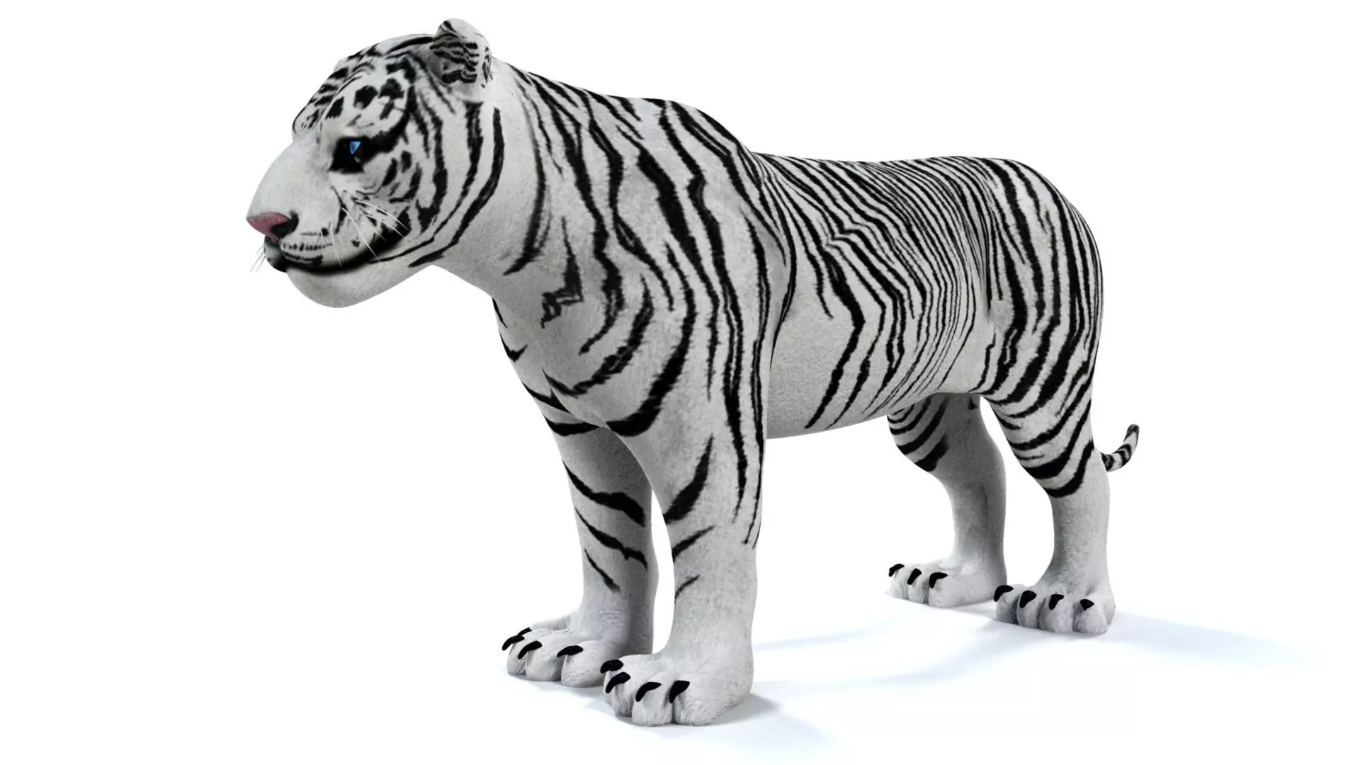 3D White Tiger 3D model_0