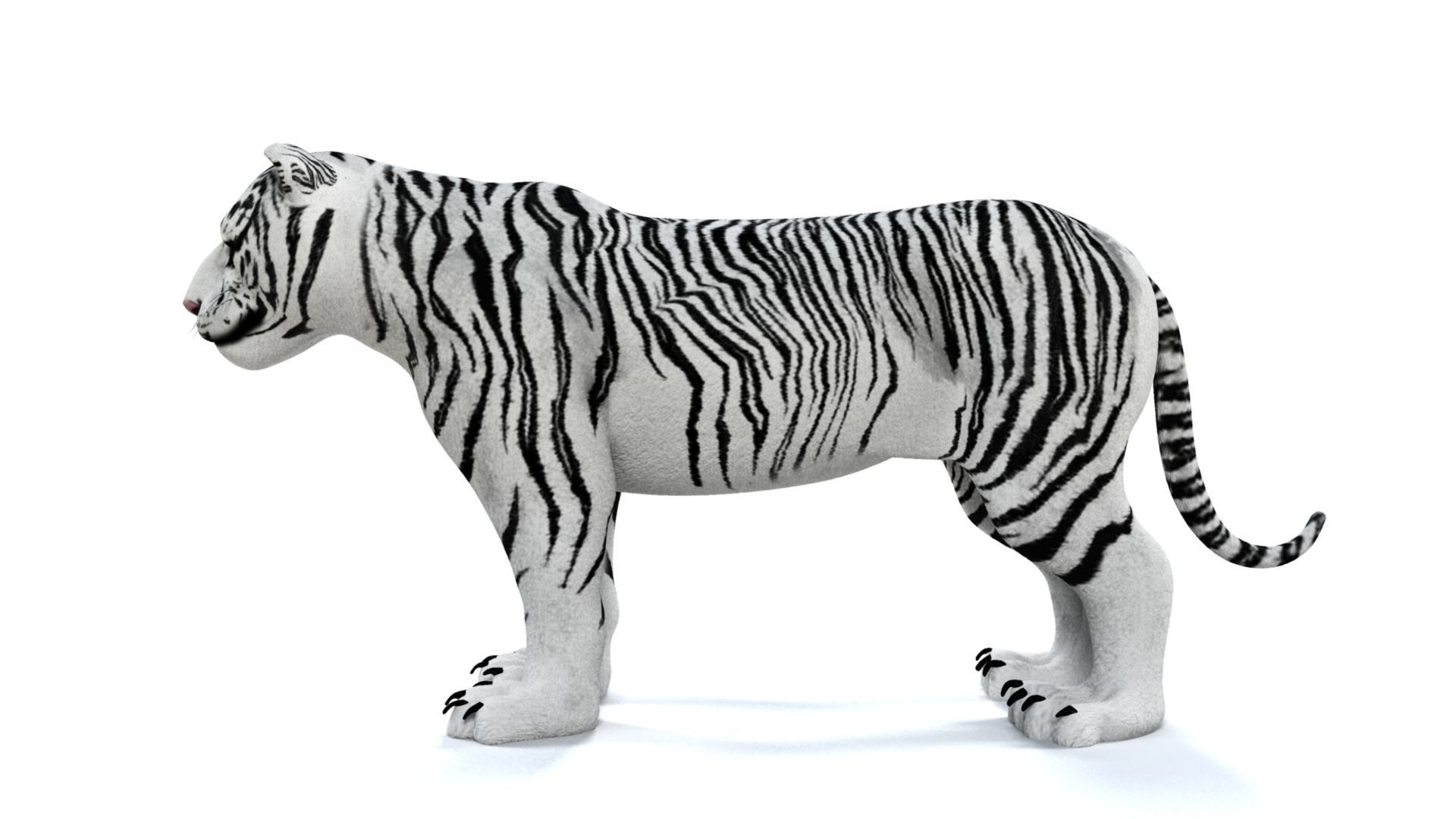 3D White Tiger 3D model_12