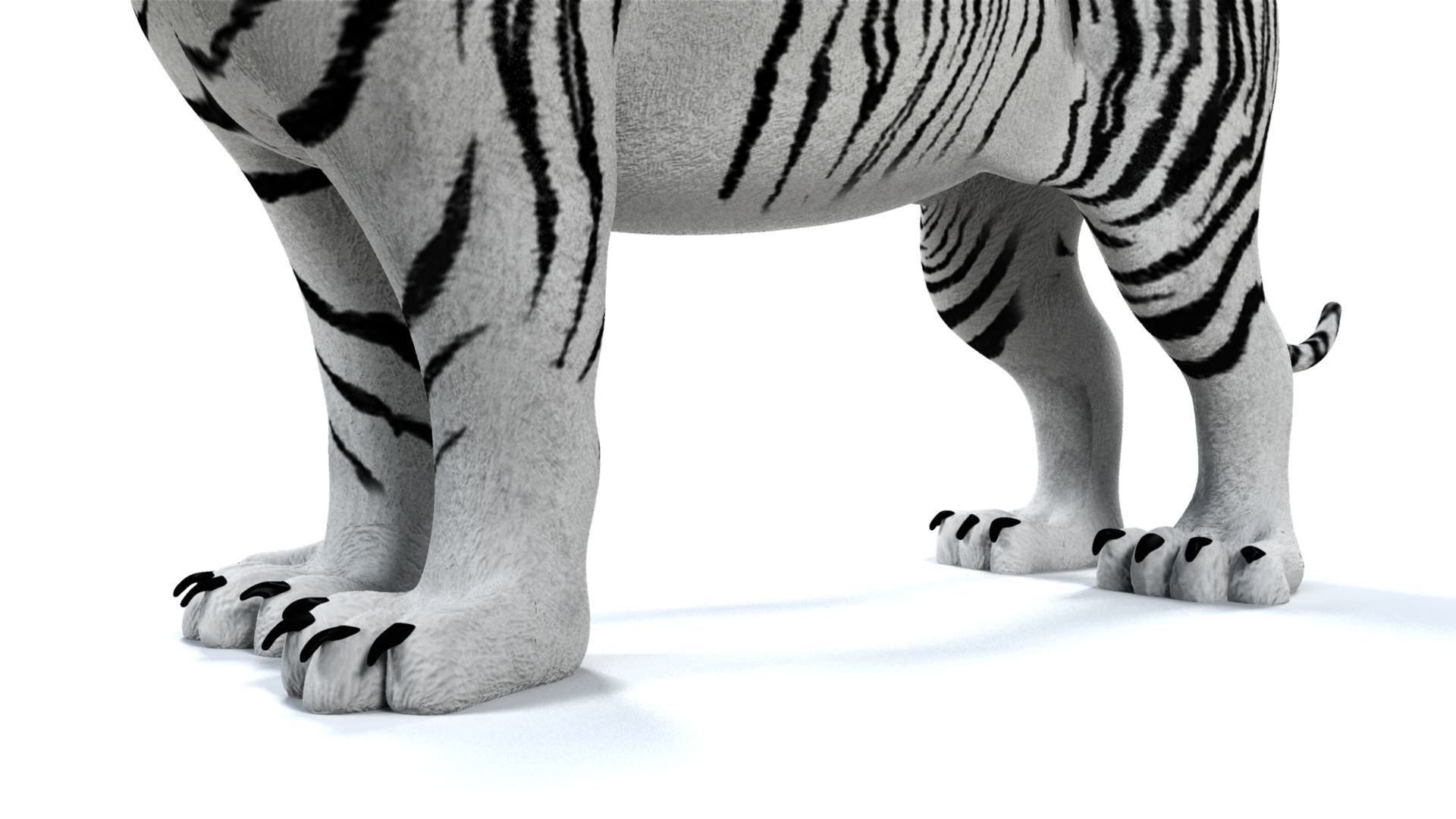 3D White Tiger 3D model_9