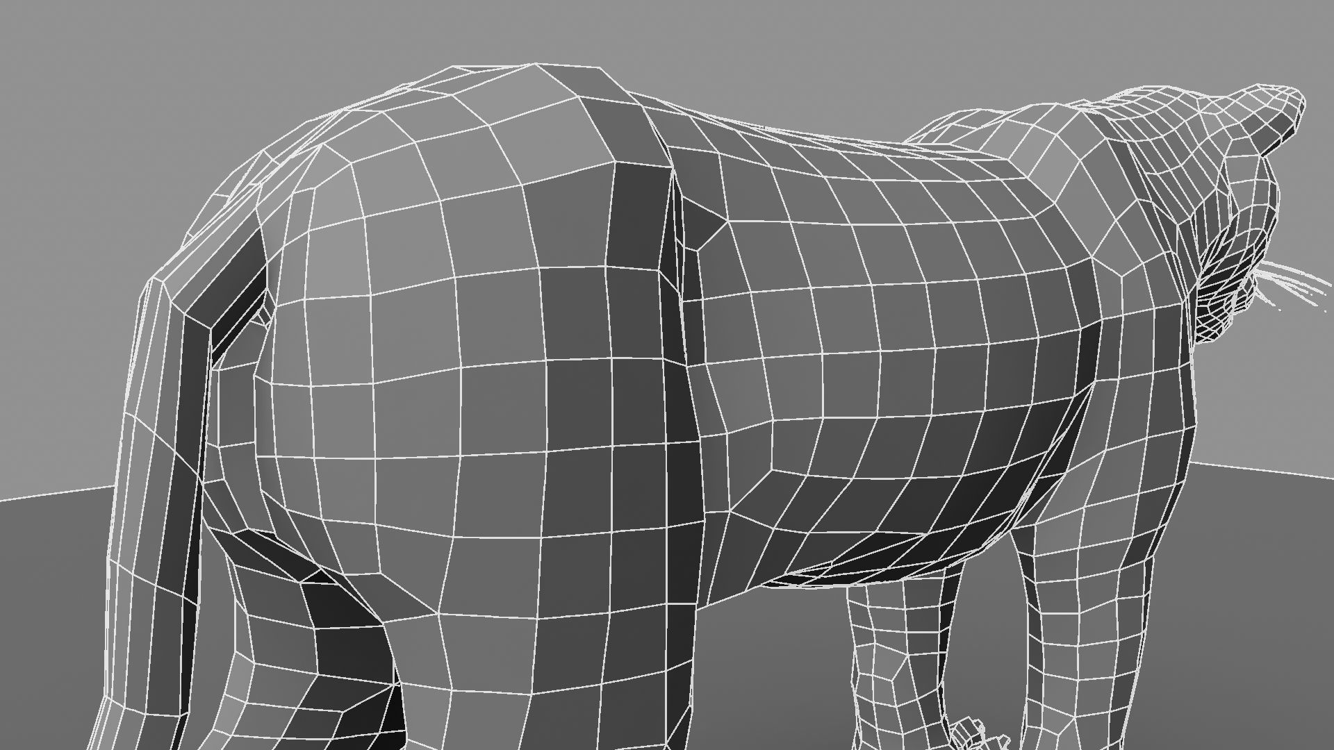 3D White Tiger 3D model_33