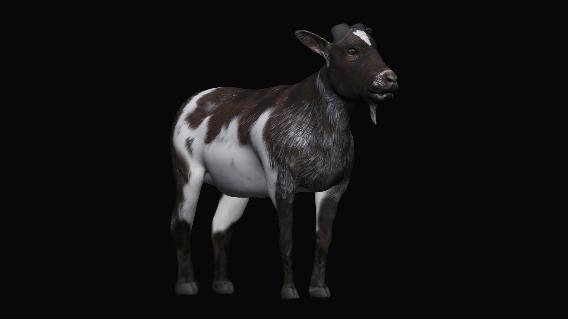 Mountain Goat  3D model_3