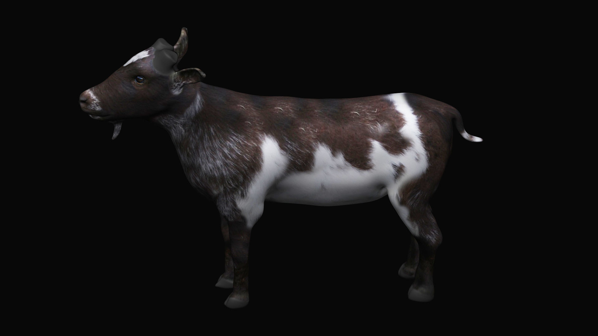 Mountain Goat  3D model_5