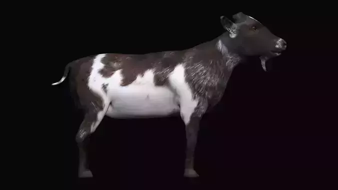Mountain Goat  3D model