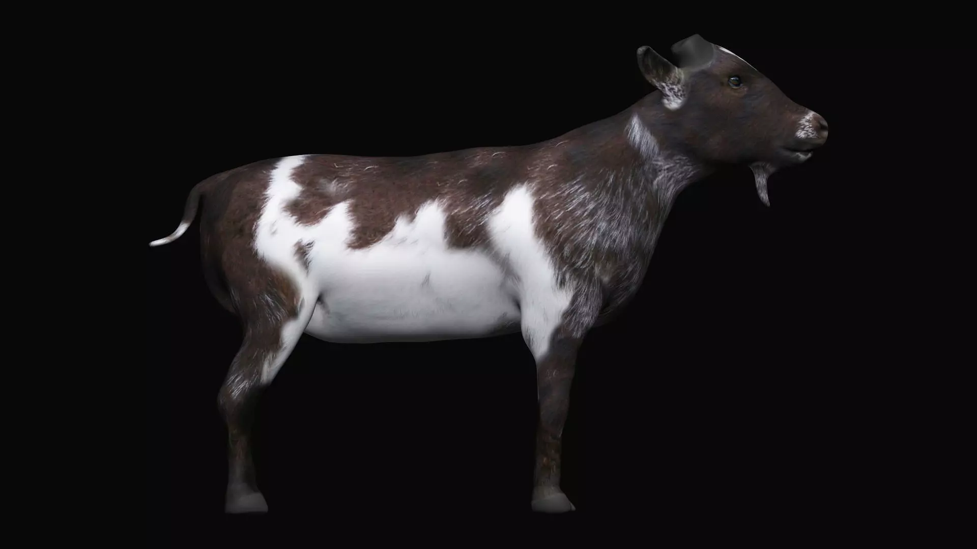 Mountain Goat  3D model_0