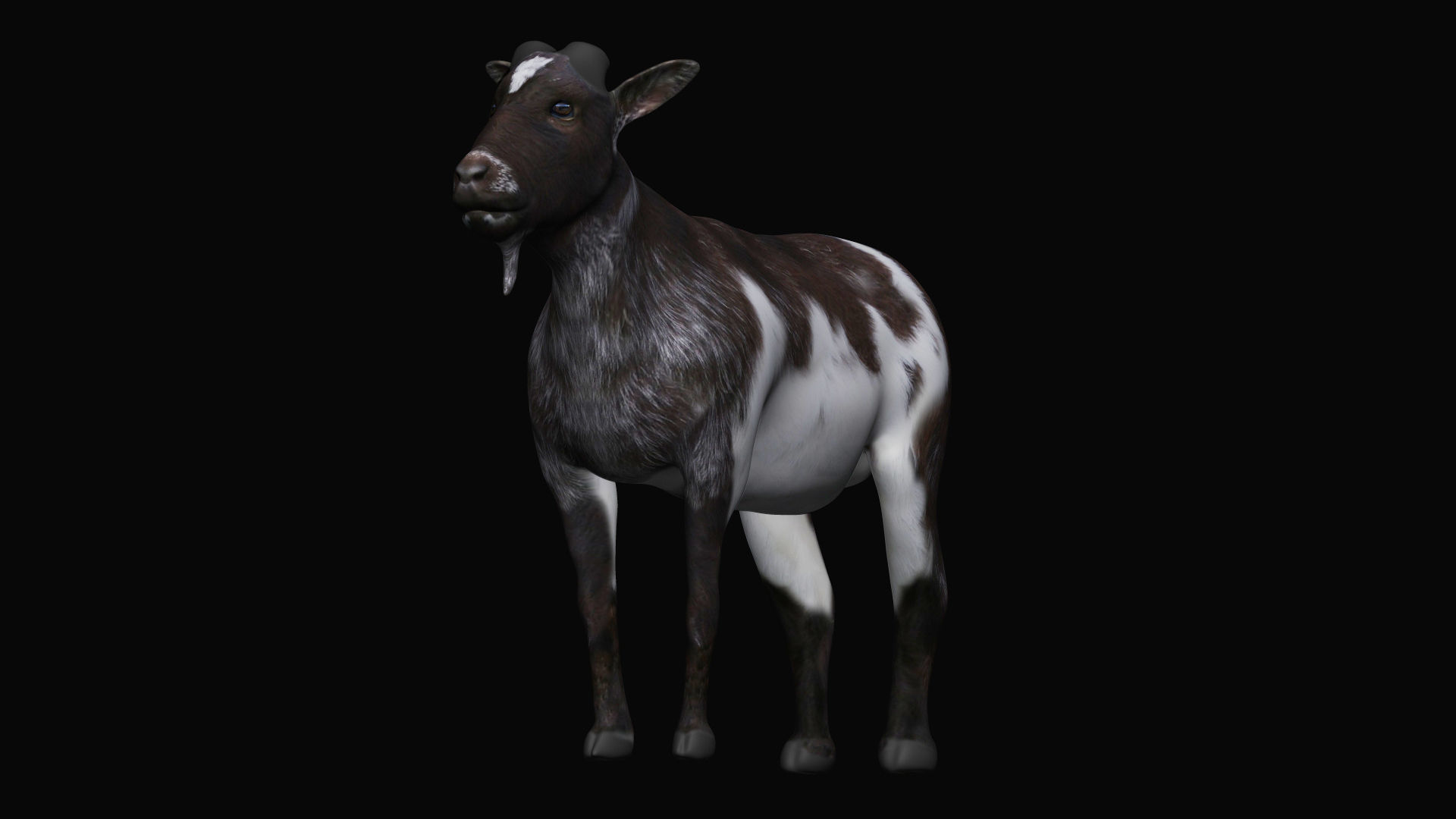 Mountain Goat  3D model_4