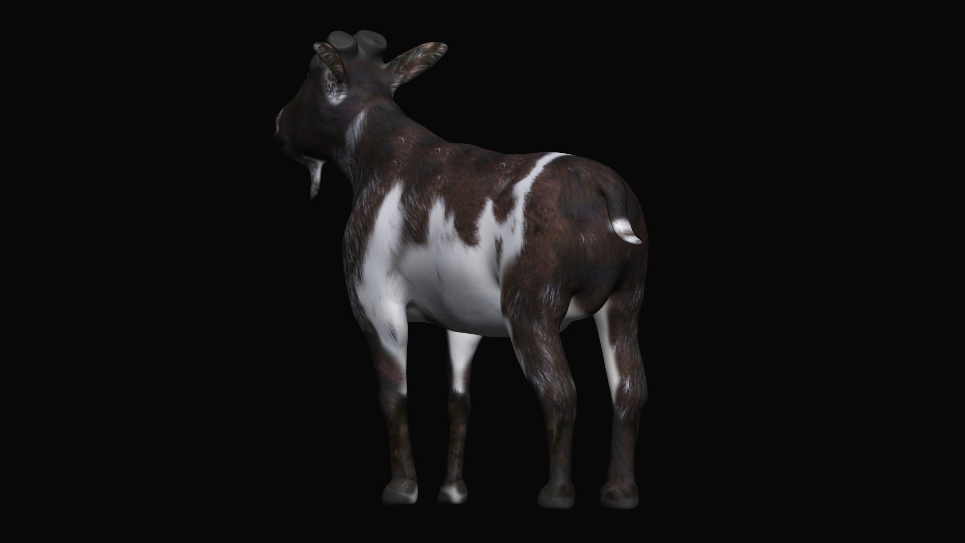 Mountain Goat  3D model_6