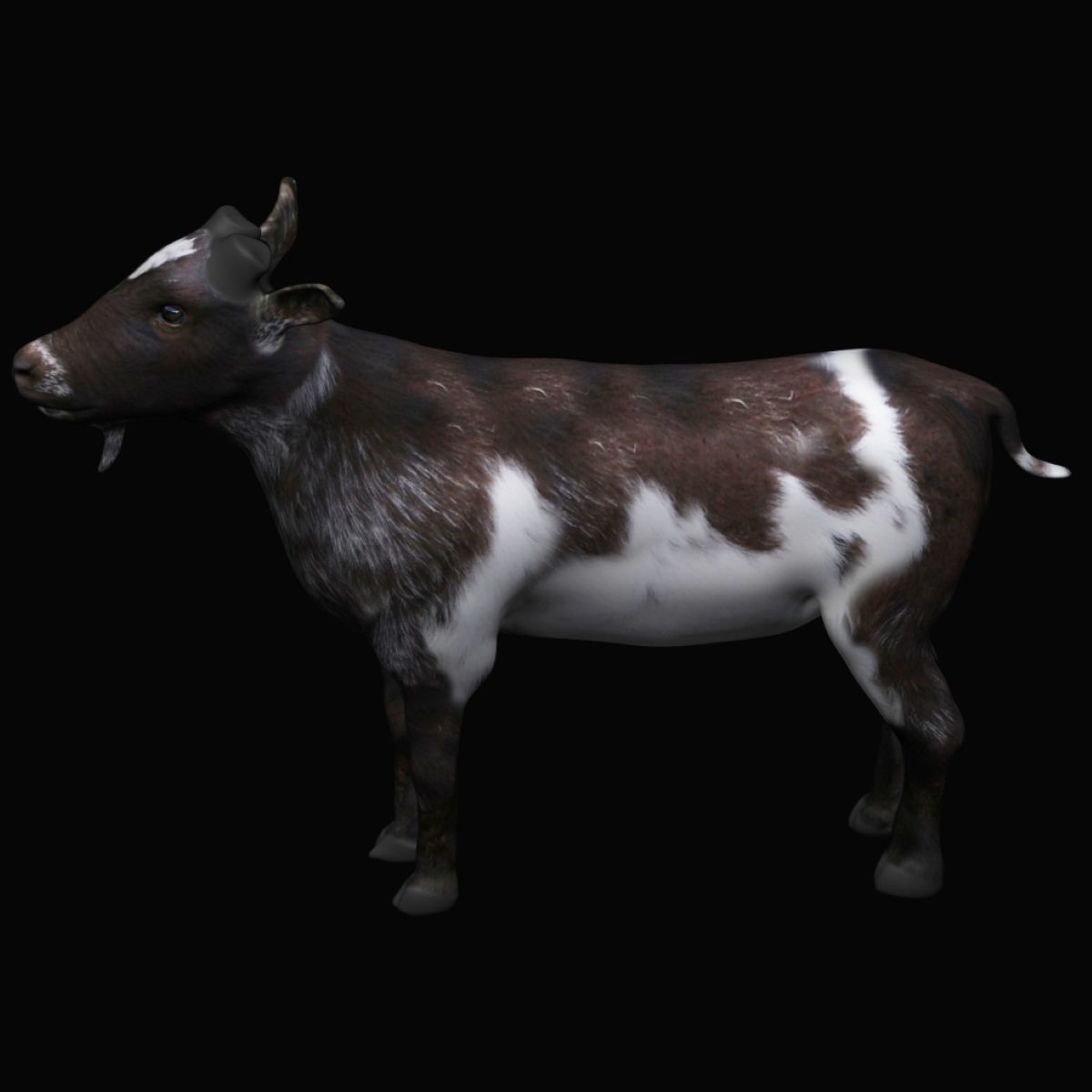 Mountain Goat  3D model_1