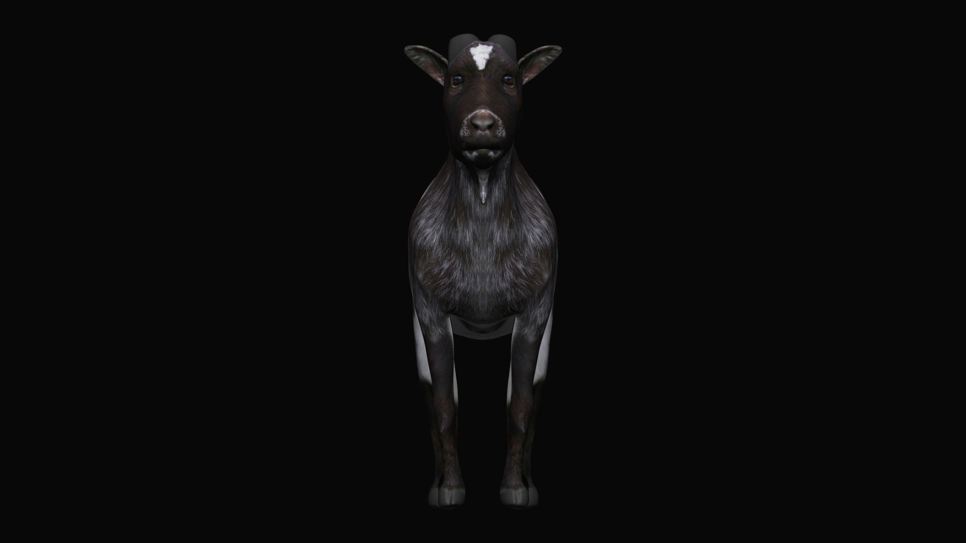 Mountain Goat  3D model_2