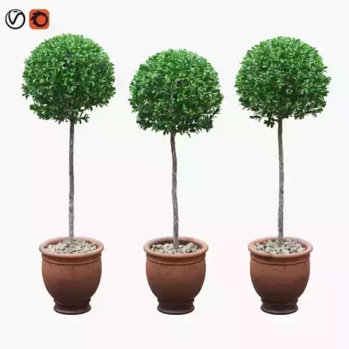Potted buxus balls on stem
