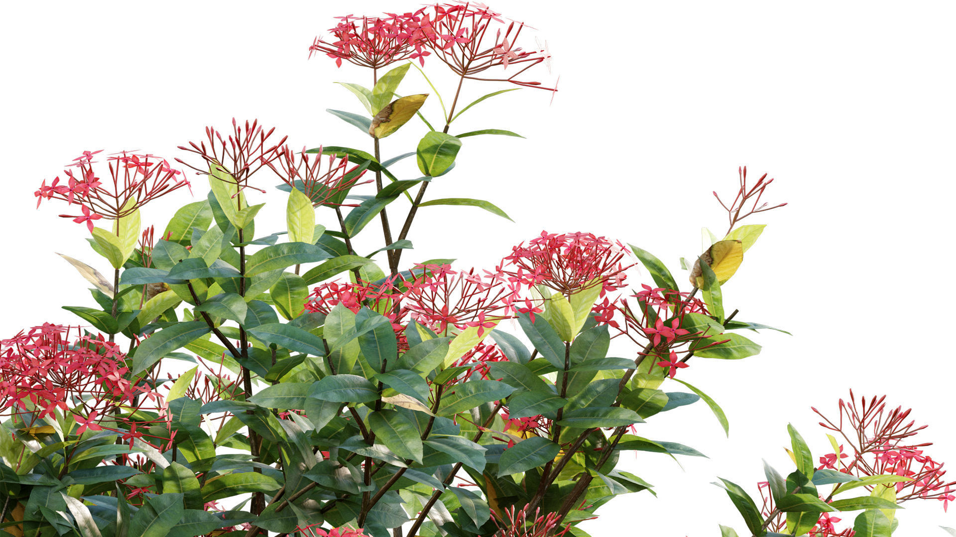 Ixora coccinea - flame of the woods - 01 3D model_1