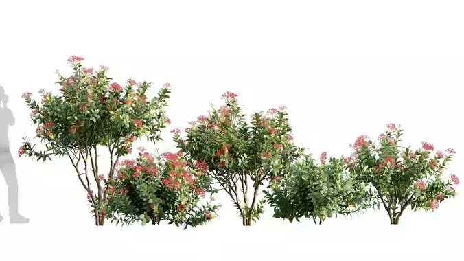 Ixora coccinea - flame of the woods - 01 3D model