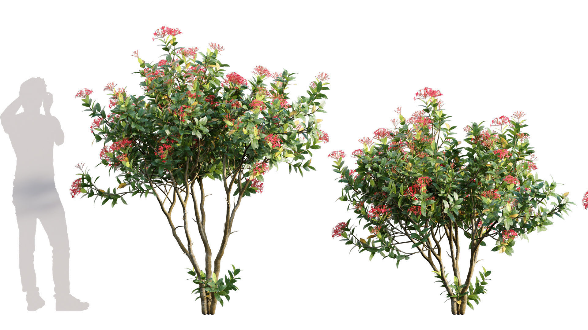 Ixora coccinea - flame of the woods - 01 3D model_2