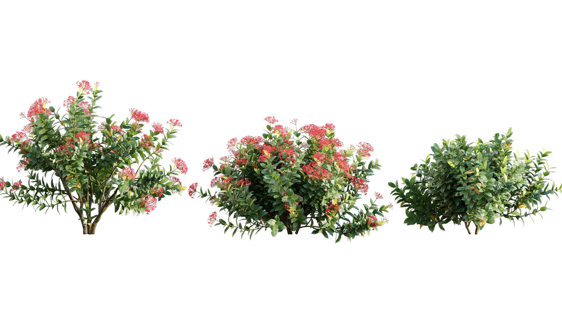Ixora coccinea - flame of the woods - 01 3D model_3