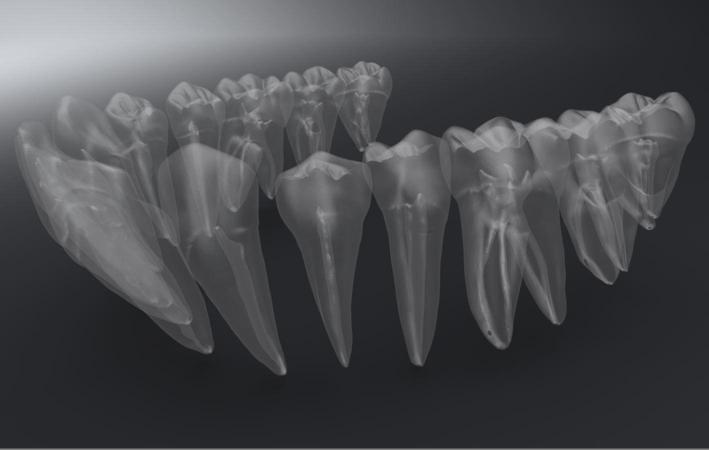 Permanent Teeth with Pulp Cavity 3D print model_8