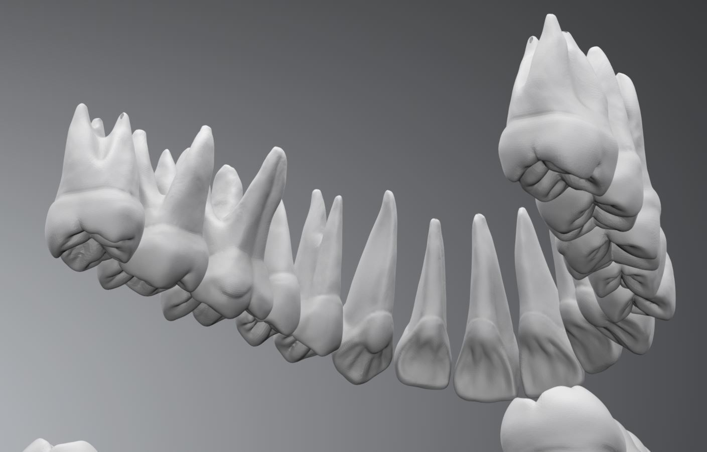 Permanent Teeth with Pulp Cavity 3D print model_7