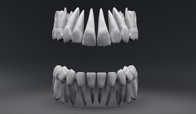 Permanent Teeth with Pulp Cavity 3D print model