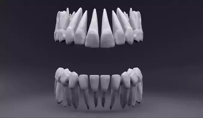 Permanent Teeth with Pulp Cavity 3D print model