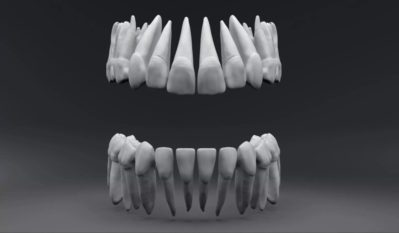 Permanent Teeth with Pulp Cavity 3D print model_0