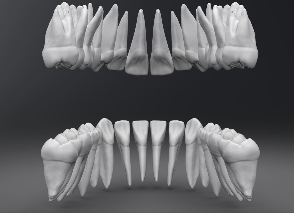 Permanent Teeth with Pulp Cavity 3D print model_3