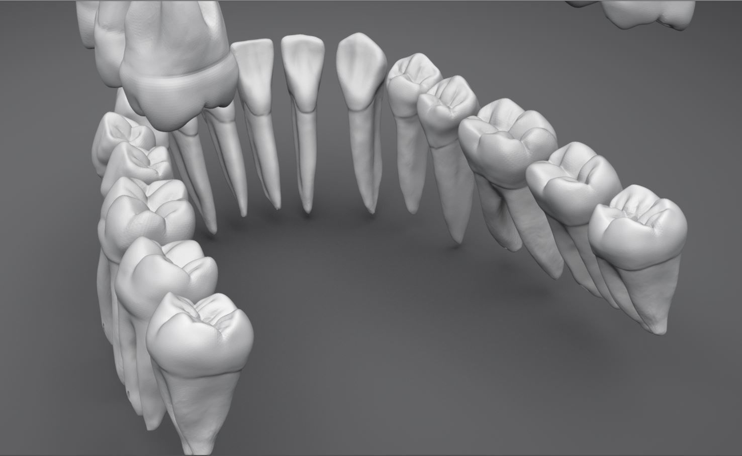 Permanent Teeth with Pulp Cavity 3D print model_6