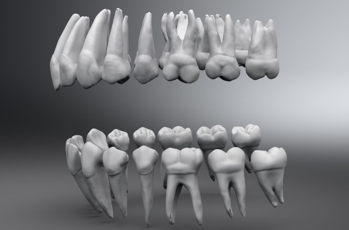Permanent Teeth with Pulp Cavity 3D print model_2