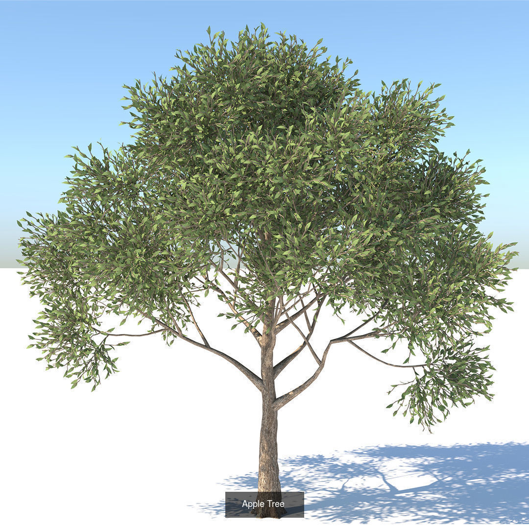 MEGA TREE COLLECITON 40 TREE 3D Model Collection_13