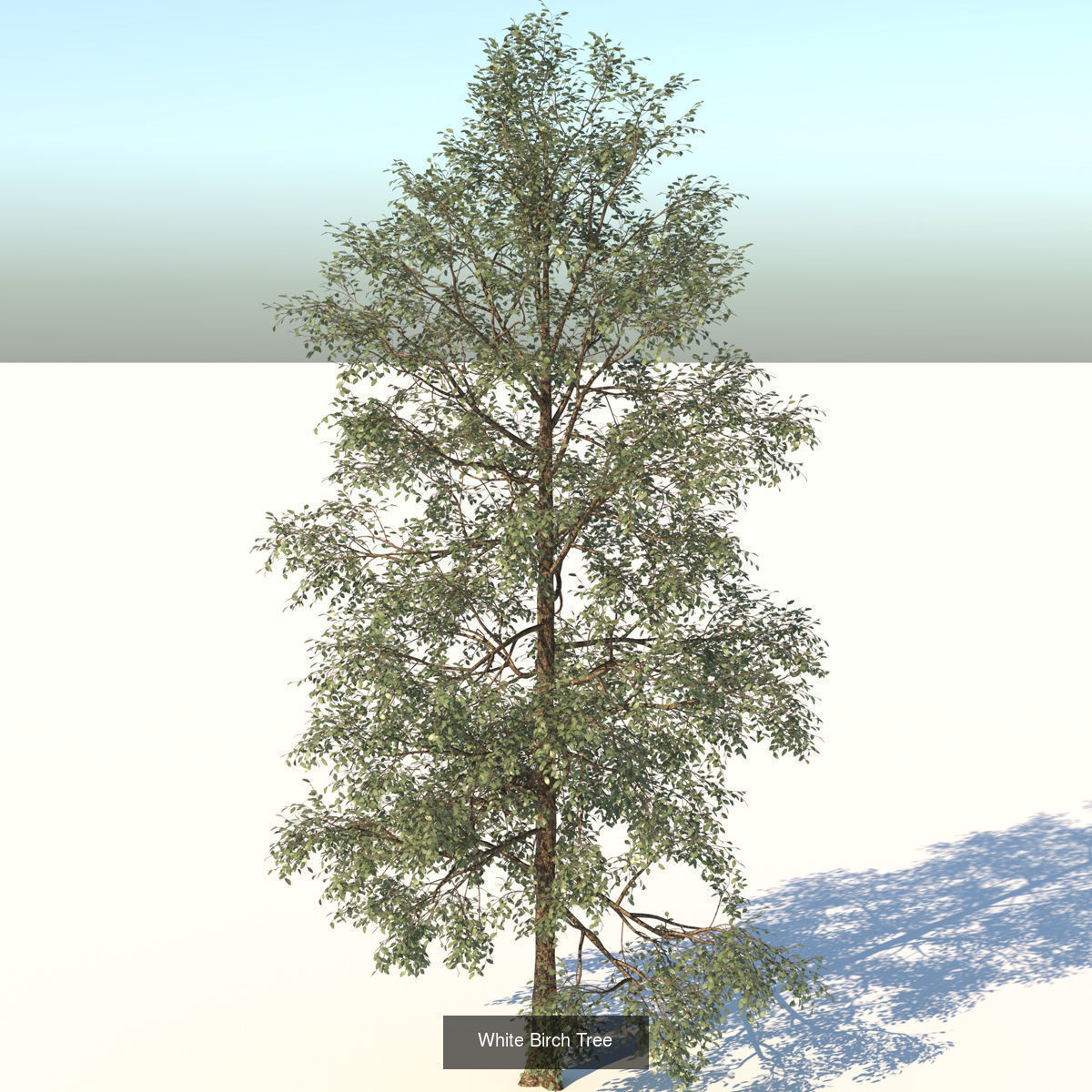 MEGA TREE COLLECITON 40 TREE 3D Model Collection_34
