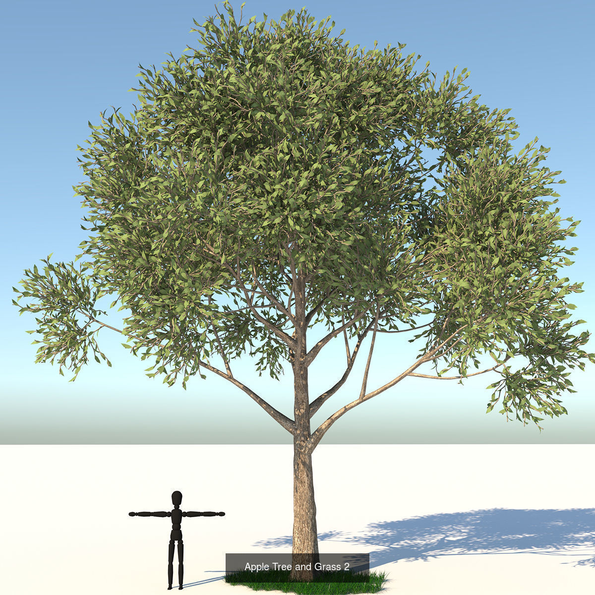 MEGA TREE COLLECITON 40 TREE 3D Model Collection_29
