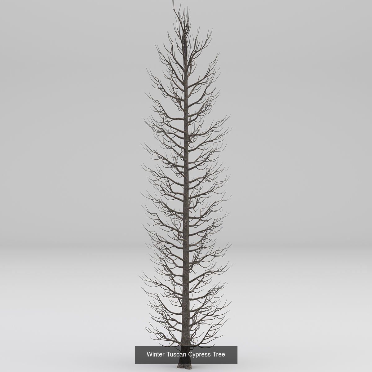MEGA TREE COLLECITON 40 TREE 3D Model Collection_44