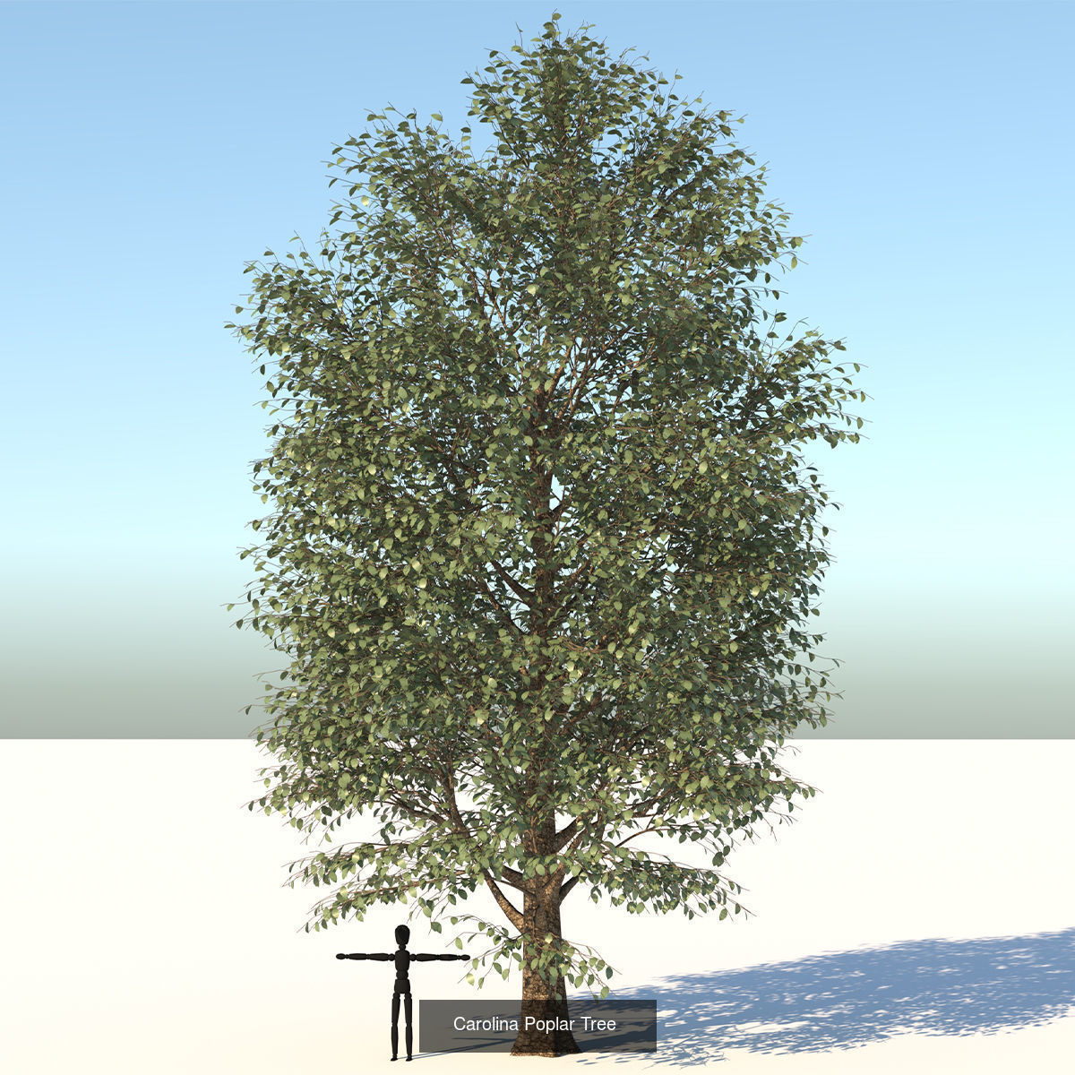 MEGA TREE COLLECITON 40 TREE 3D Model Collection_6