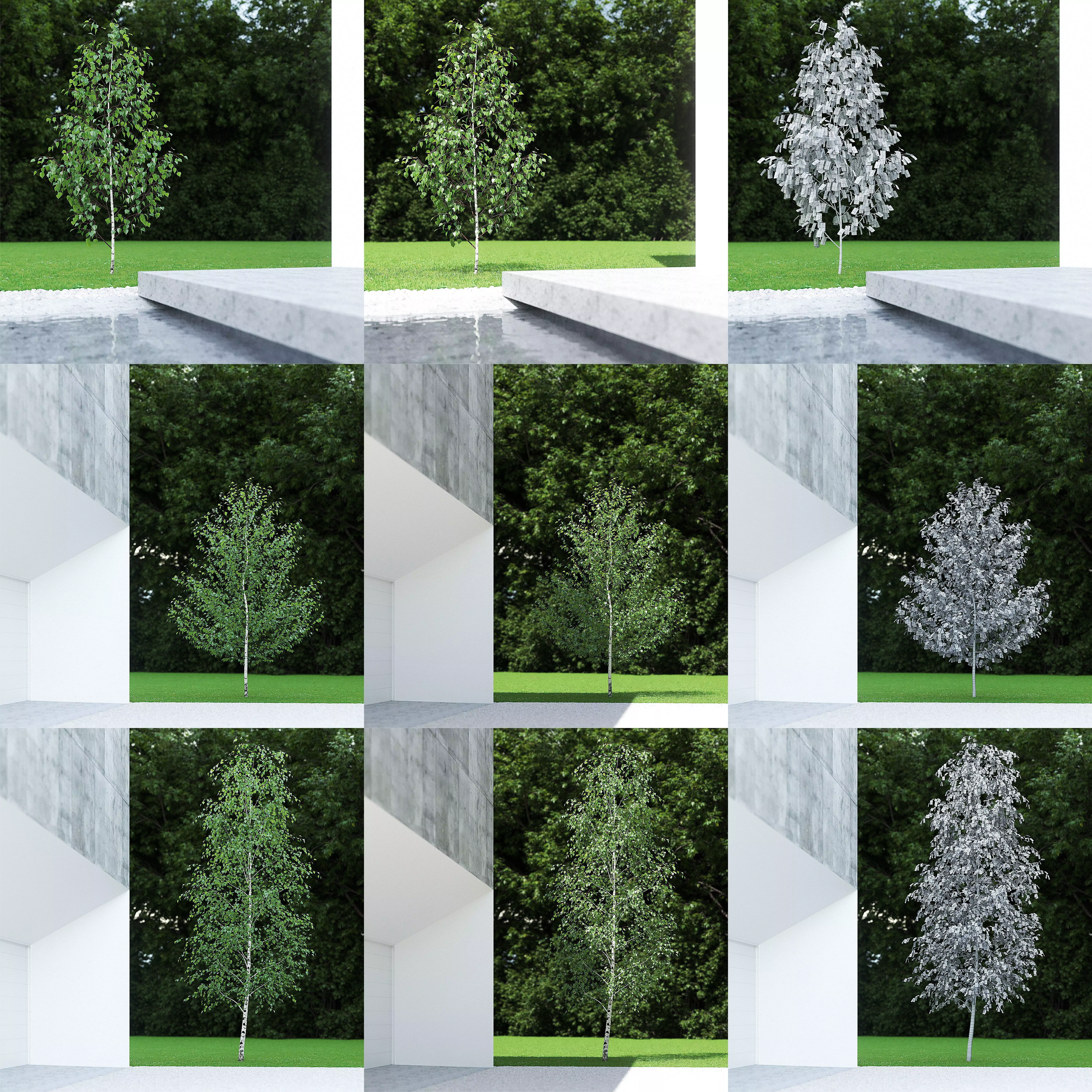 Betula Pendula COLLECTION 3D Model Pack