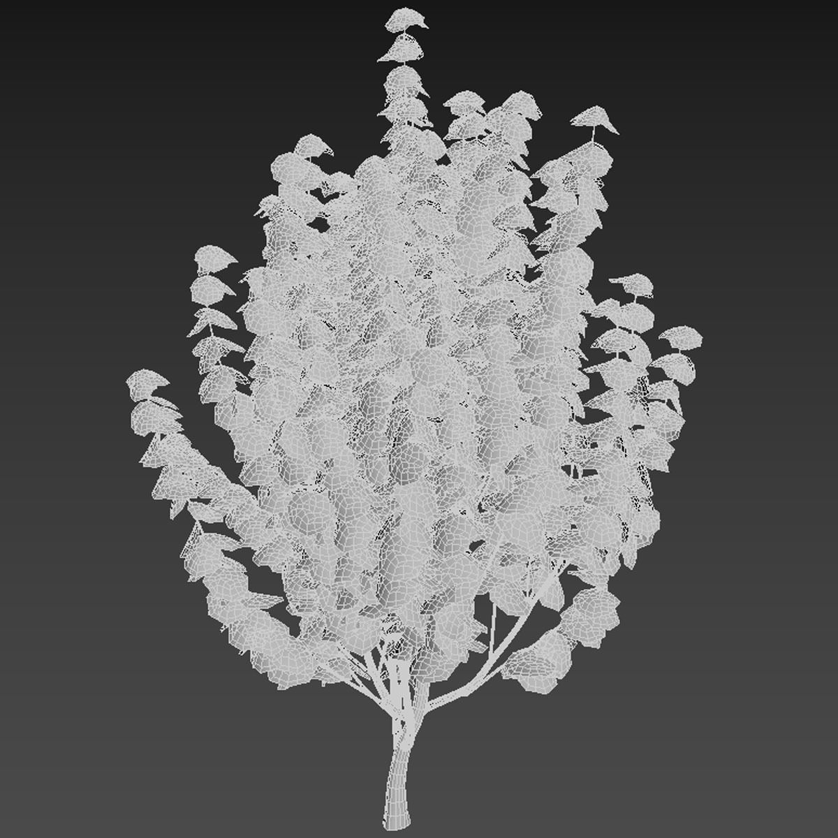3d model Japanese Maple with animation of growing and wind 3D model_5
