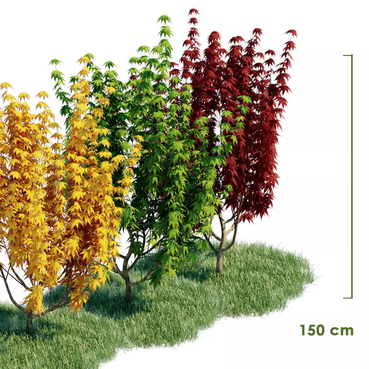 3d model Japanese Maple with animation of growing and wind 3D model_0
