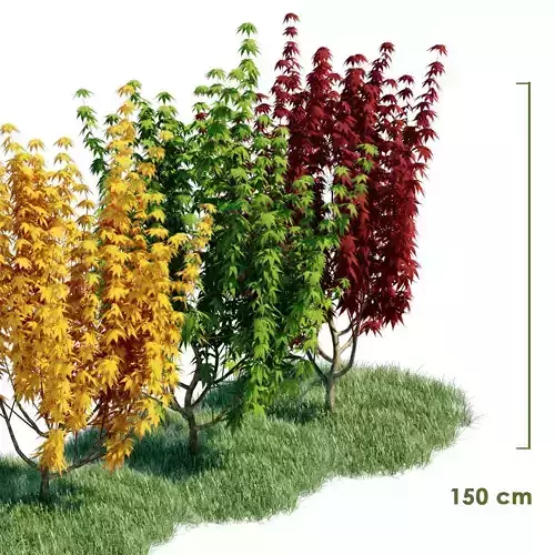 3d model Japanese Maple with animation of growing and wind 3D model