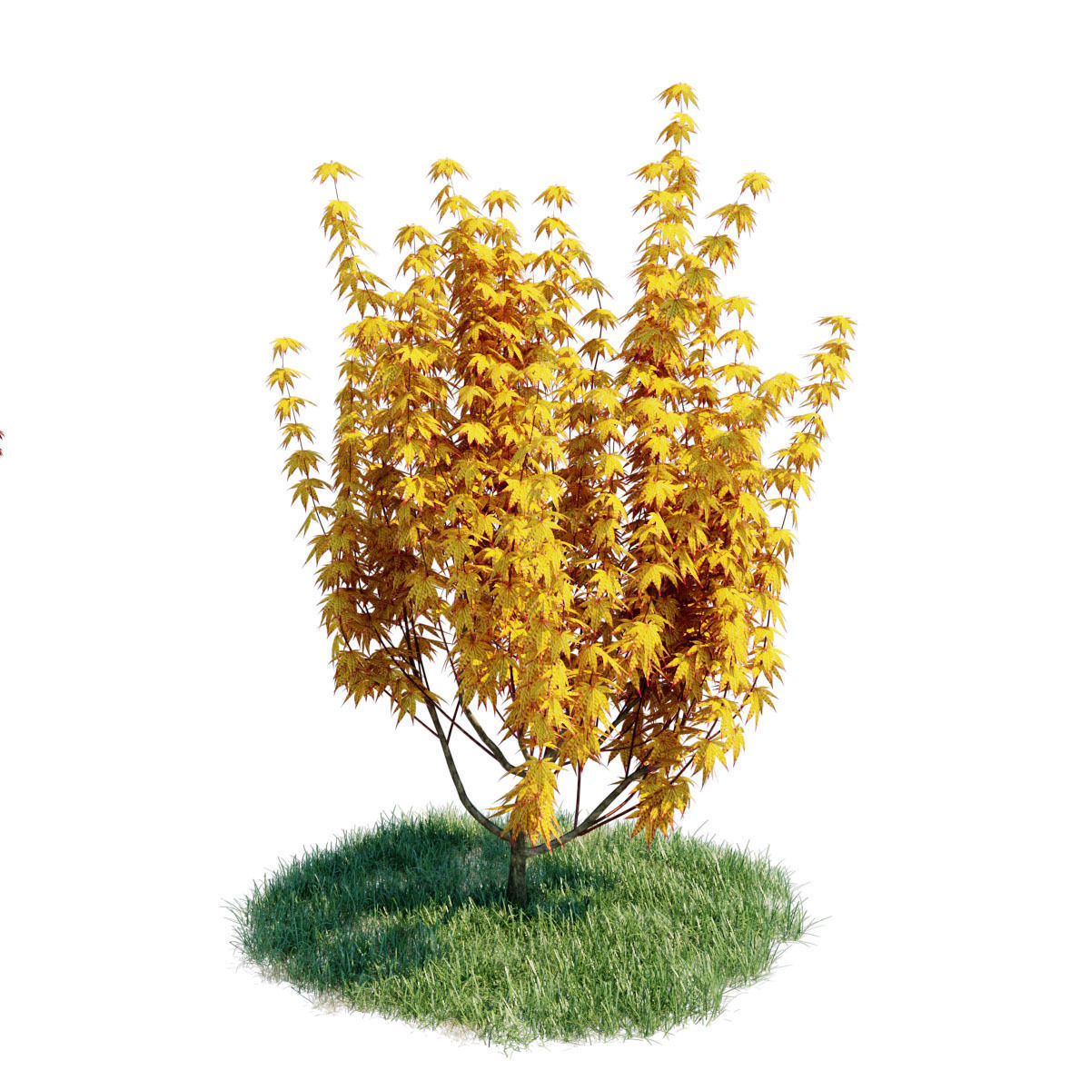 3d model Japanese Maple with animation of growing and wind 3D model_3