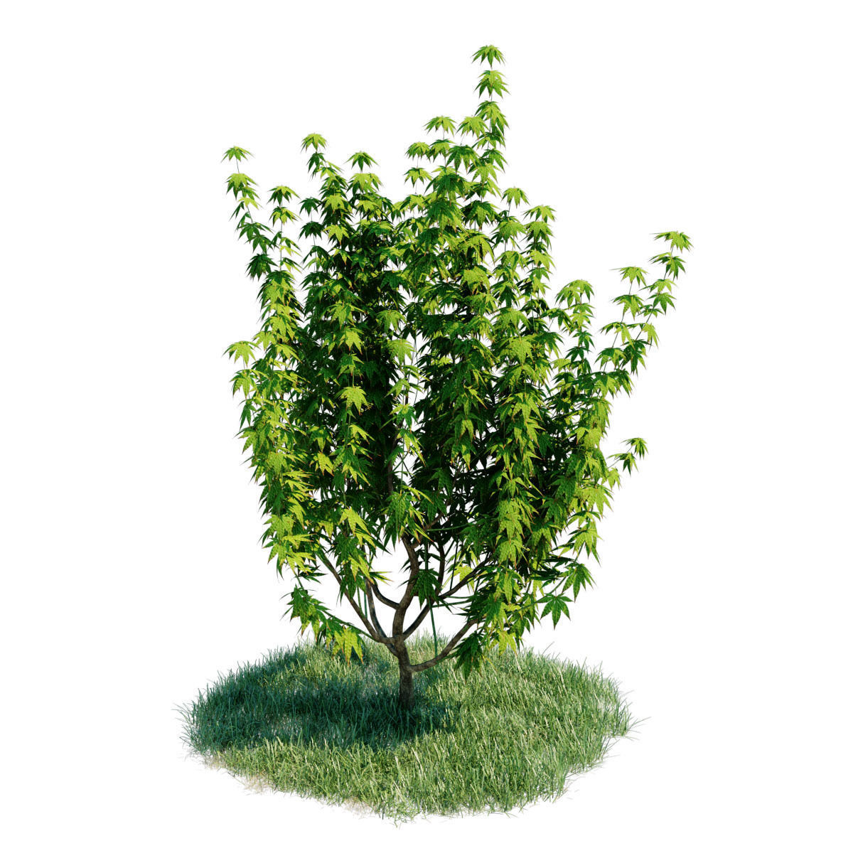 3d model Japanese Maple with animation of growing and wind 3D model_2