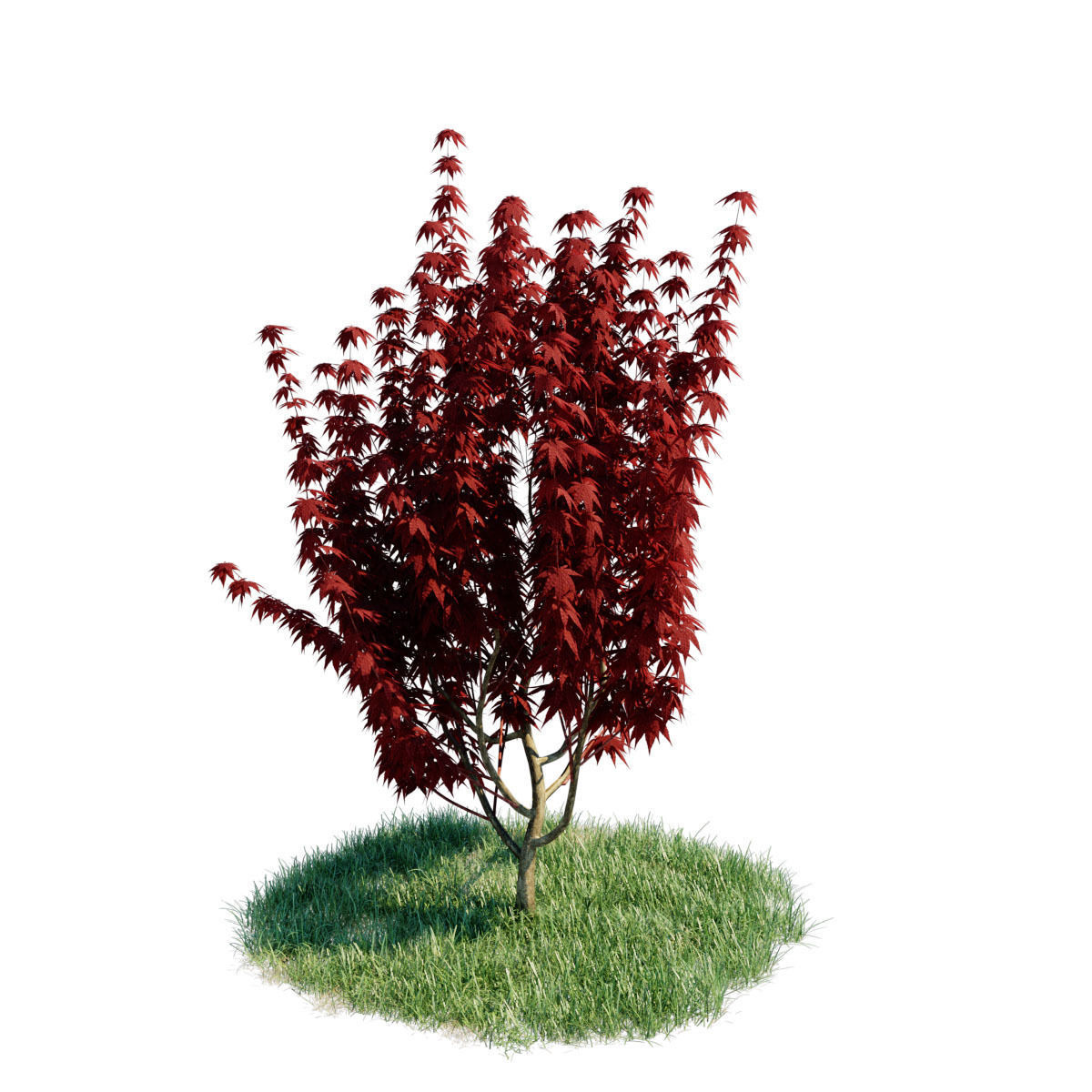 3d model Japanese Maple with animation of growing and wind 3D model_4