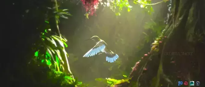 Humming  Bird Mesh 3D model