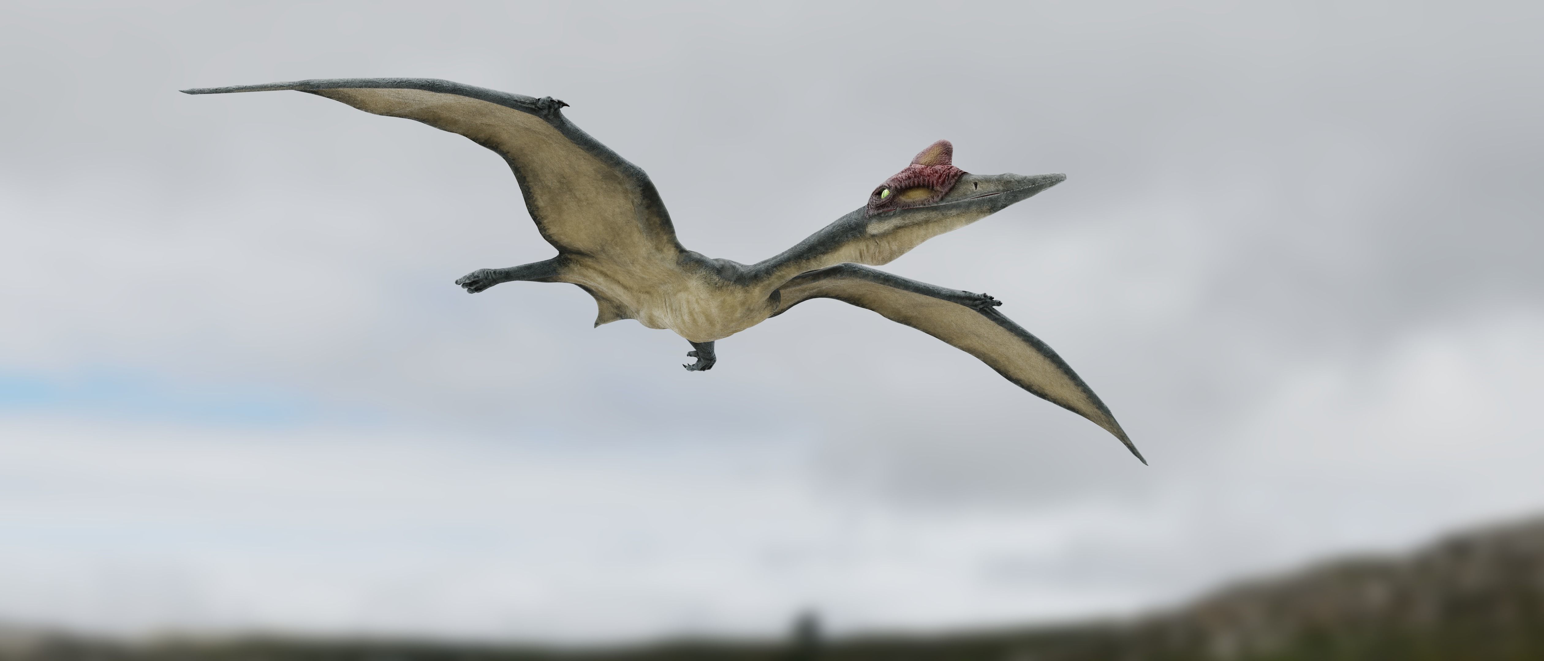 Quetzalcoatlus - Cretaceous Pterosaur Flying Reptile Low-poly 3D model_6