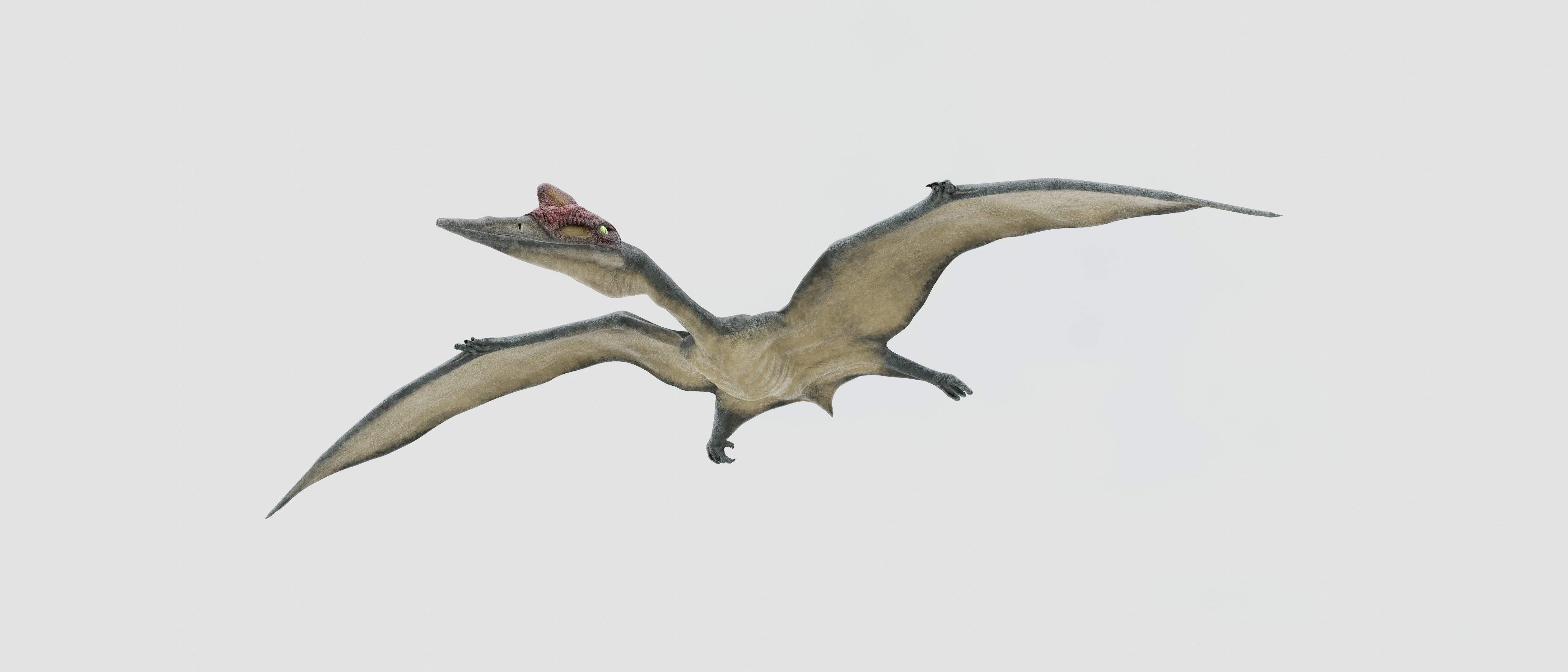 Quetzalcoatlus - Cretaceous Pterosaur Flying Reptile Low-poly 3D model_17