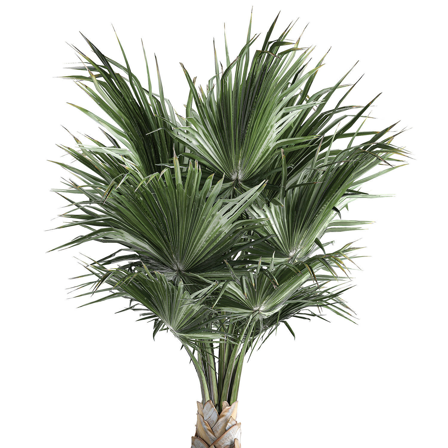 Decorative palm in a Vig Planter flowerpot 837 3D model_5
