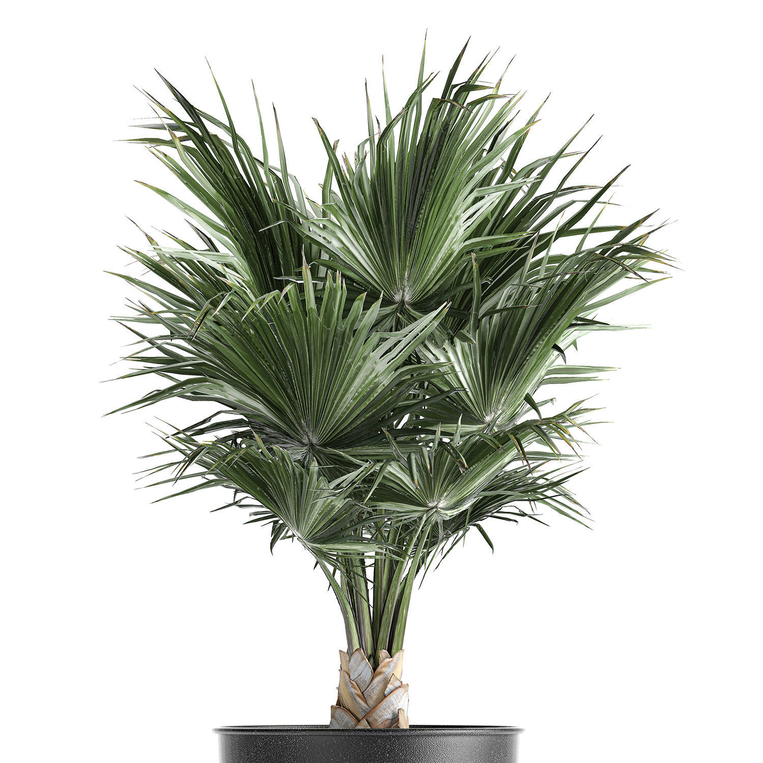 Decorative palm in a Vig Planter flowerpot 837 3D model_2